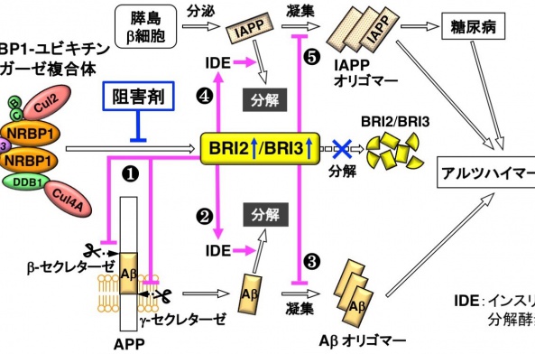 %E5%9B%B3%EF%BC%91.jpg